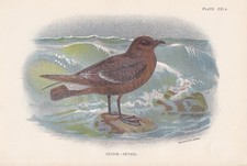 Colorful-Footed Storm Petrel