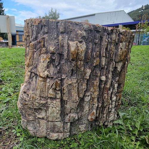Large petrified wood stump - wood, |