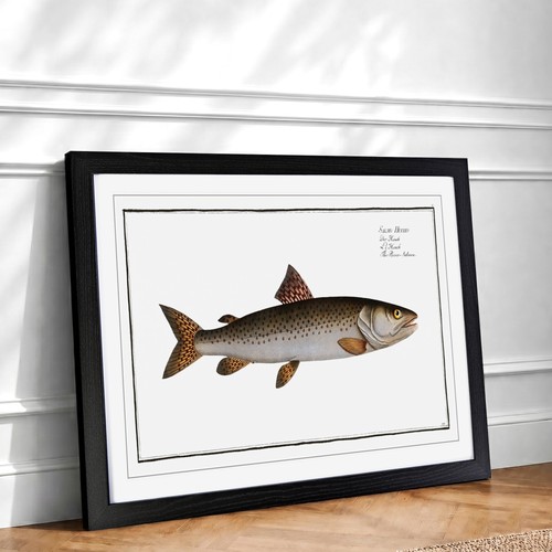 River salmon fish animal e - river-salmon, m.e