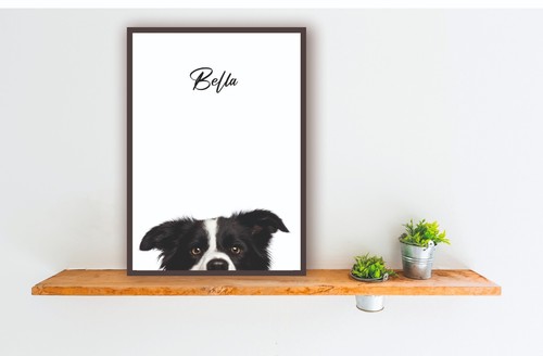 Border collie sheep dog - border,
