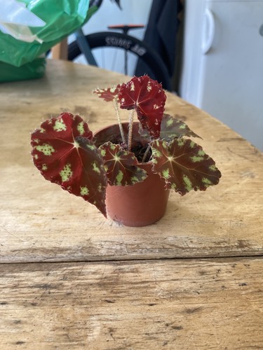 Begonia rex tiger paws small - begonia,