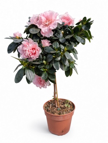 Standard pink azalea - standard, |