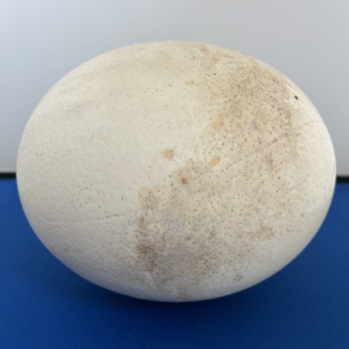 Large ostrich egg - large, approx