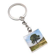 Sycamore Gap Tree Image Square