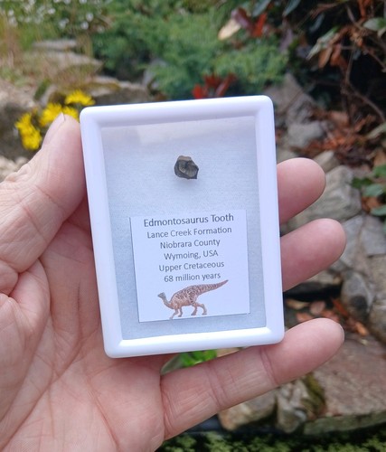Edmontosaurus dinosaur tooth - edmontosaurus,