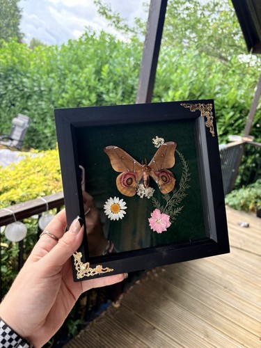 Male silkmoth taxidermy real - silkmoth,