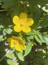 3 primrose Creeper Marginal