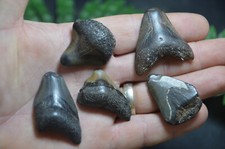 AMAZING VALUE, REAL MEGALODON