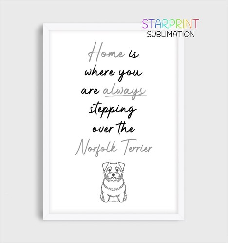 Norfolk terrier picture - norfolk,