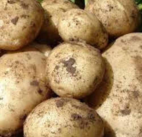 Maris piper seed potatoes - maris,
