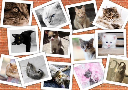 Grafika cats jigsaw puzzle - cats,