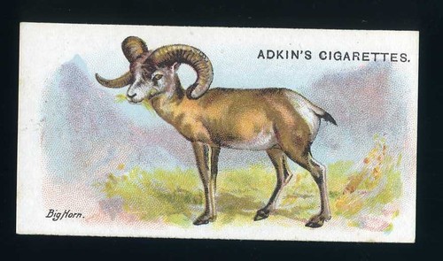 Adkin wild animals the - adkin, of