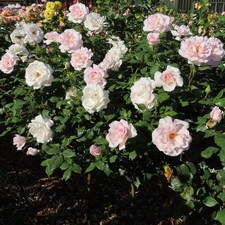 A Whiter Shade Of Pale -