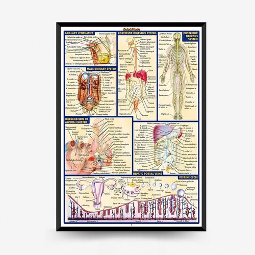 Large human body - anatomy, map