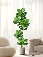 70-130cm Artificial Ficus Tree
