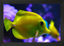 Yellow tang fish framed - fish,