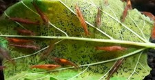 100 dried organic - organic, mulberry