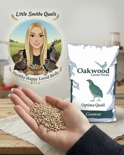 Oakwood quail grower mini - quail,