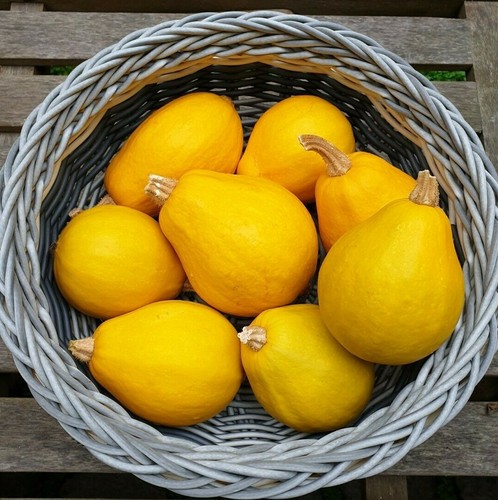 Organic grown decorative - ,