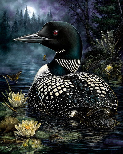 Common loon with black and - common,