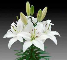3 x WHITE Lilium - ASIATIC