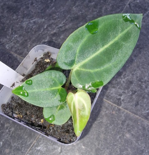 Anthurium carlablackiae og4 - carlablackiae,