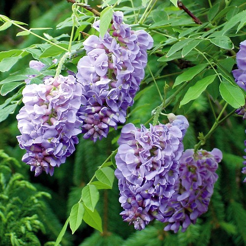 Wisteria amethyst falls - wisteria,