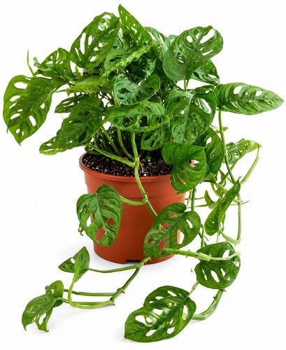 Monstera adansonii 12cm - adansonii, pot