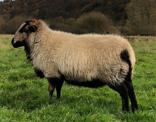 Whole raw sheep fleece - sheep’s,