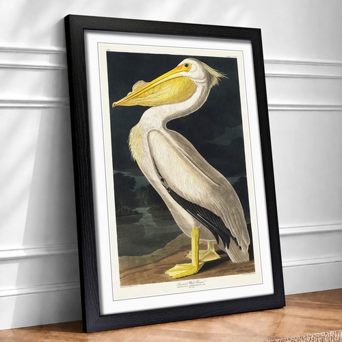 American white pelican bird - pelican,