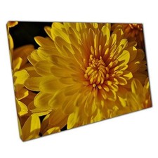 Vibrant Golden Chrysanthemum