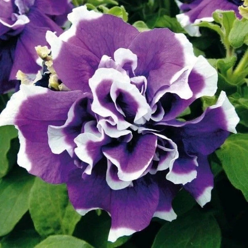Petunia double imported - petunia,