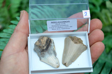 2 X REAL MEGALODON SHARKS