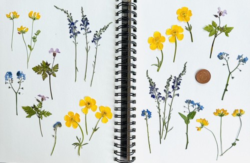 Pressed dried wild flowers - pressed,