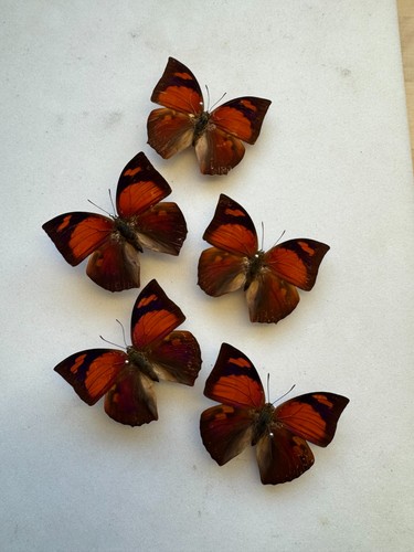 Real butterfly anaea specimens - real,