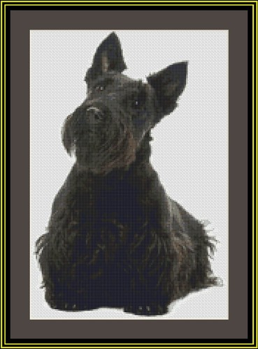 Scottish terrier scottie - scottish,