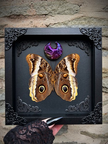 Owl butterfly framed insect - butterfly,
