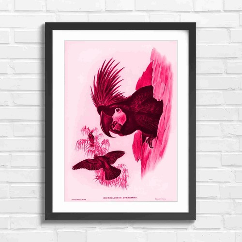Black cockatoo nesting art - black,