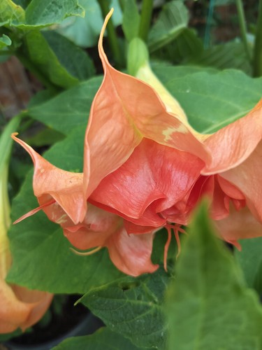 Brugmansia smart rooted - brugmansia,