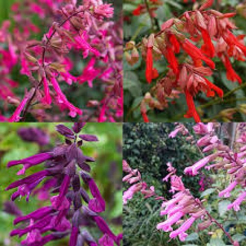 Salvia hybrid mixed - hybrid,