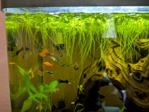 Live amazon frogbit floating - live,