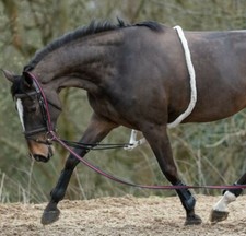 Mark Todd Lunging Aid Soft German Cotton Lunge Rope Harry Helps Stretch Back