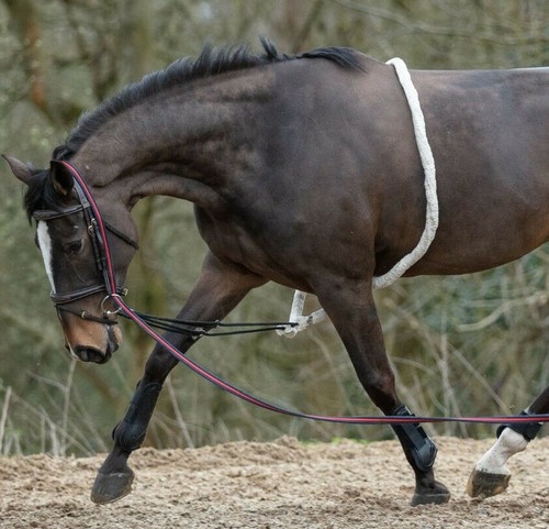 Mark todd lunging aid - mark,