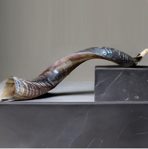Yemenite shofar kudu - kudu, xl