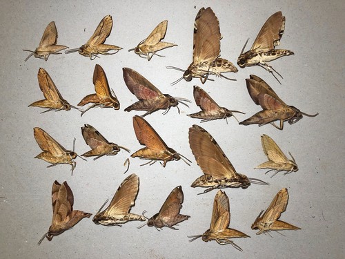 Sphingidae mixed lot nr - *****mixed,