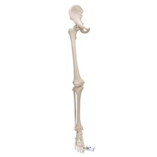 3B Anatomical 1:1 Human skeleton leg & hip Model dentistry medicine student