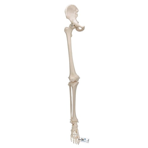 Anatomical 1 human - anatomical,
