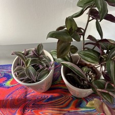 1 x Tradescantia Nanouk Indoor