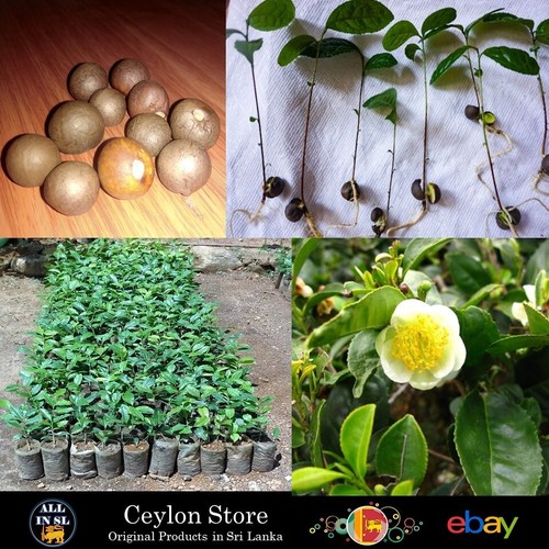 Tea plant seeds green - plant,