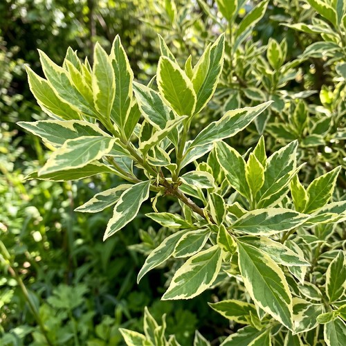 Forsythia discovery variegated - discovery,
